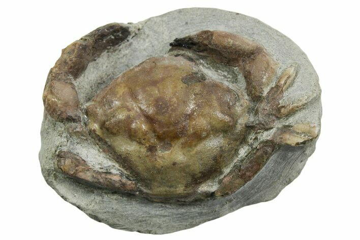 Eocene Fossil Crab (Pulalius) - Washington State #354973